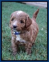 Ashby Grover pups 5 wks old 71