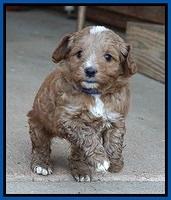 Ashby Grover pups 5 wks old 81