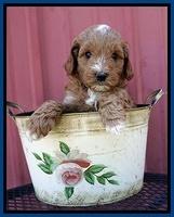 Ashby Grover pups 6 wks old 61