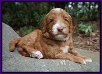 Ashby Grover pups 4 wks old 101