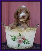 Ashby Grover pups 6 wks old 121