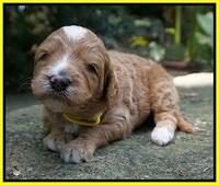 Ashby Grover pups 3 wks old 141