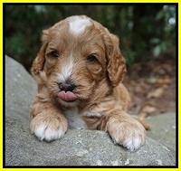 Ashby Grover pups 4 wks old 191