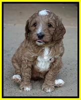 Ashby Grover pups 5 wks old 181