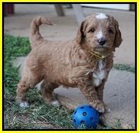 Ashby Grover pups 5 wks old 191