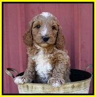 Ashby Grover pups 6 wks old 221