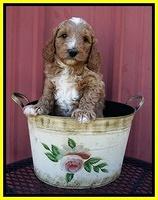 Ashby Grover pups 6 wks old 251