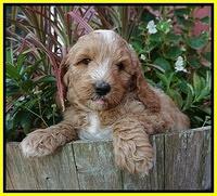 Ashby Grover pups 7 wks old 271