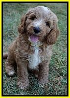 Ashby Grover pups 7 wks old 281