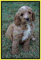 Ashby Grover pups 7 wks old 301