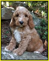 Ashby Grover pups 8 wks old 181