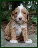 Ashby Grover pups 4 wks old 201