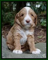 Ashby Grover pups 4 wks old 221