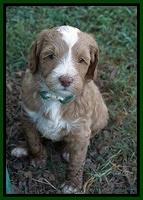 Ashby Grover pups 5 wks old 211