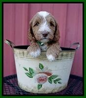 Ashby Grover pups 6 wks old 271
