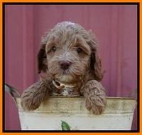 Ashby Grover pups 6 wks old 311