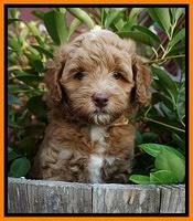 Ashby Grover pups 7 wks old 371