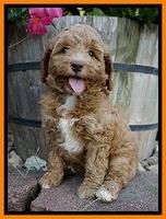 Ashby Grover pups 7 wks old 391