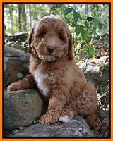 Ashby Grover pups 8 wks old 6182