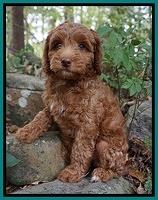 Ardani family: Copper 8 wk old weight: 6 lb 11 oz