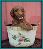 Ashby Grover pups 6 wks old 181