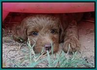 Ashby Grover pups 7 wks old 251