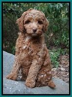 Ashby Grover pups 8 wks old 3182