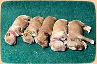 Ashby Grover 2 1 wk old #102