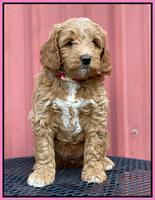 Ashby Grover 2 pups 7 wks old 11