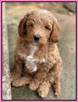 Ashby Grover 2 pups 7 wks old 31