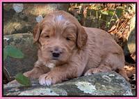 Ashby Grover pups 3 wks old 51
