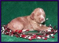 Ashby Grover 2 pups 2 wk old 101