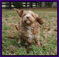 Ashby Grover 2 pups 5 wks old121