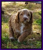 Ashby Grover 2 pups 6 wks old91