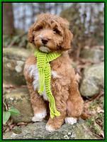 Ashby Grover 2 pups 8 wks old 3112