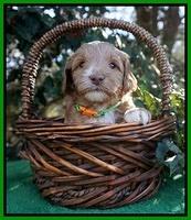 Ashby Grover pups 4 wks old 171