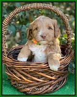 Ashby Grover pups 4 wks old 181