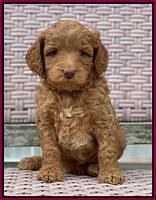 Ashby Grover 2 pups 5 wks old211