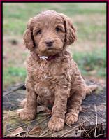 Ashby Grover 2 pups 6 wks old171