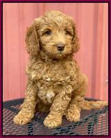 Ashby Grover 2 pups 7 wks old 161