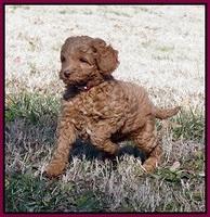 Ashby Grover 2 pups 7 wks old 181