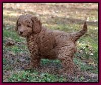 Ashby Grover 2 pups 7 wks old 191