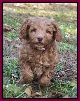 Ashby Grover 2 pups 7 wks old 201