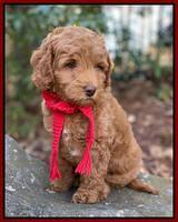 Ashby Grover 2 pups 8 wks old 101