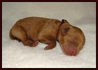 Ashby Grover 2 pups Newborn 41
