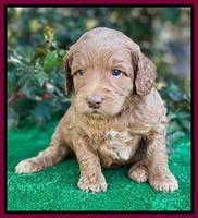 Ashby Grover pups 4 wks old 231