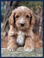 Ashby Grover 2 pups 5 wks old301