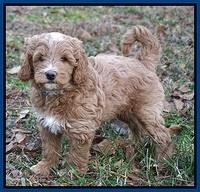 Ashby Grover 2 pups 7 wks old 231