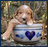 Ashby Grover pups 3 wks old 271