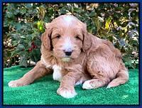 Ashby Grover pups 4 wks old 271